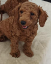 Purchase KCI Registered Poodle Puppy from Kolkata